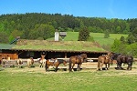 חוות סוסים בצפון